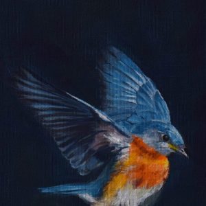 Eastern bluebird print