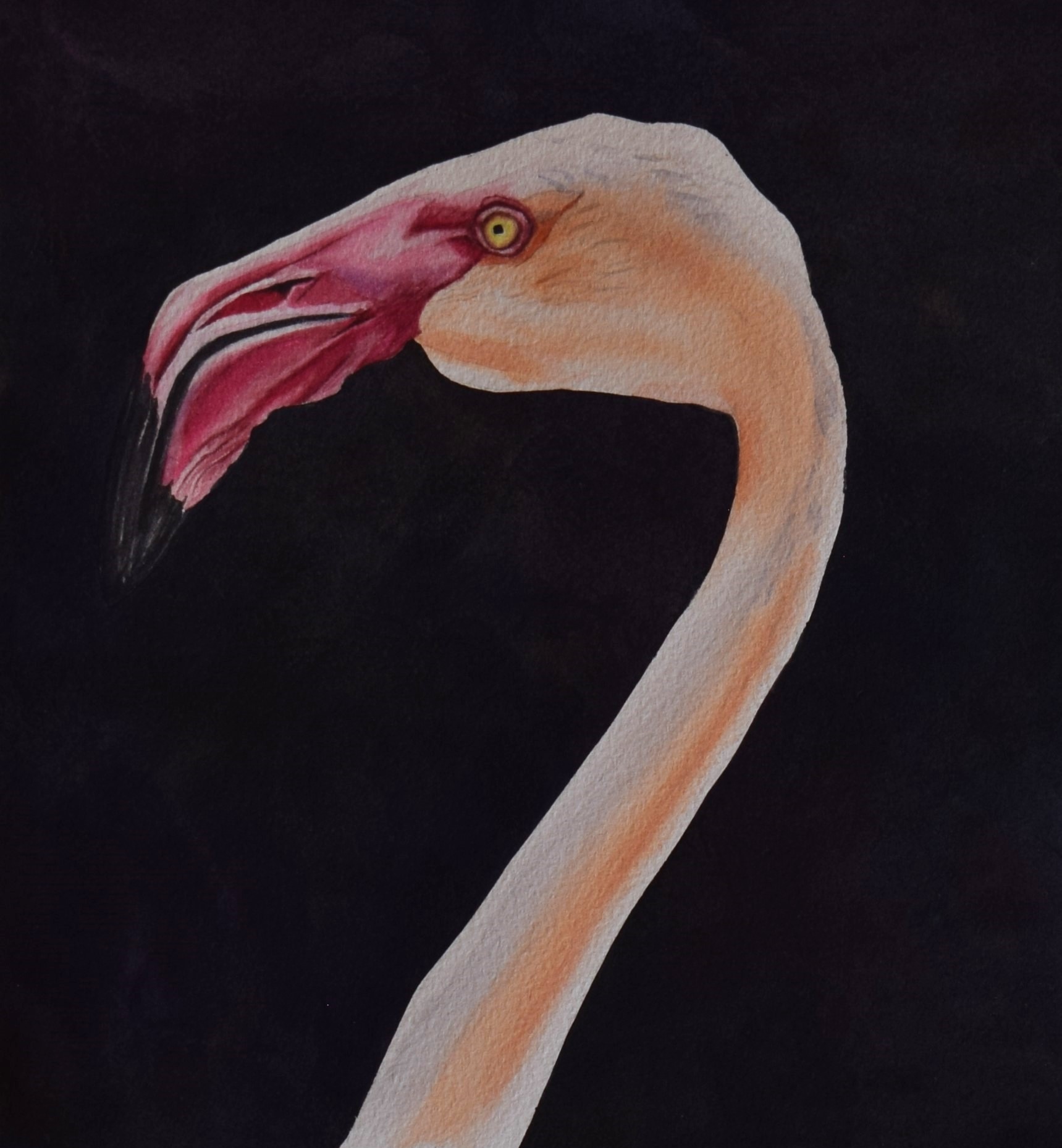 Flamingo print