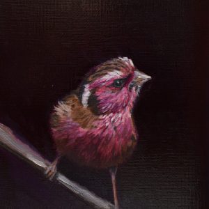 Chinese white browed rosefinch print