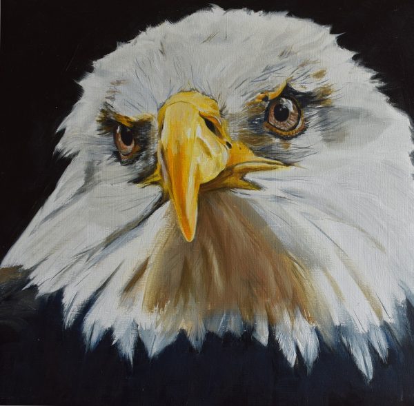 Bald eagle print